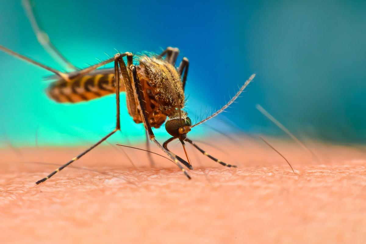 Ministério da Saúde lança Plano Nacional de Eliminação da Malária 2022