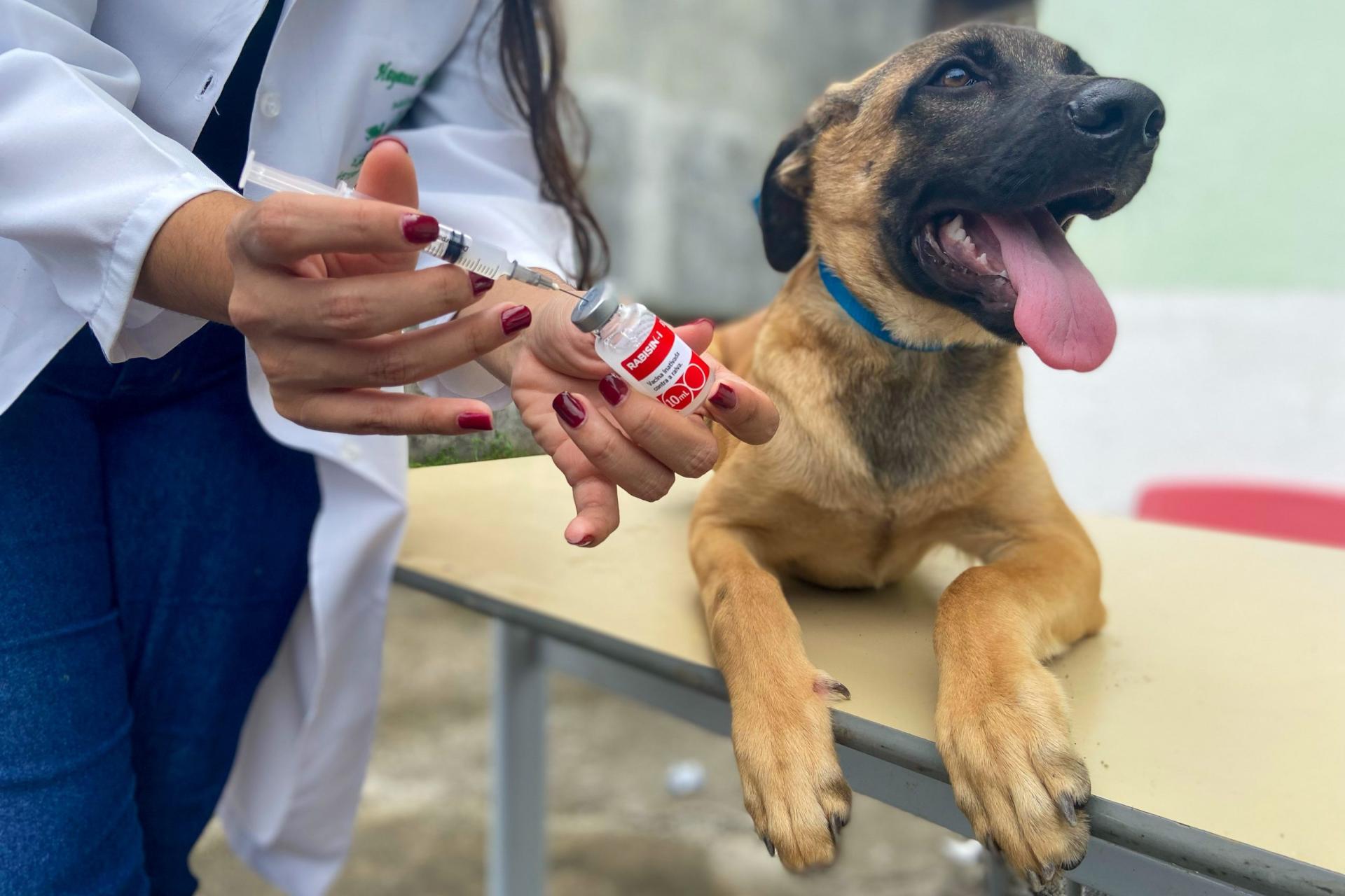 Vacinação para cães e gatos será realizada em 23 bairros de Manaus até sábado; veja locais