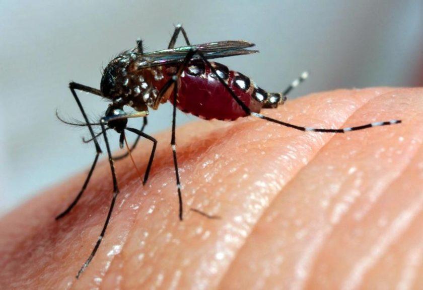 Brasil tem mais de um milhão de casos de dengue este ano