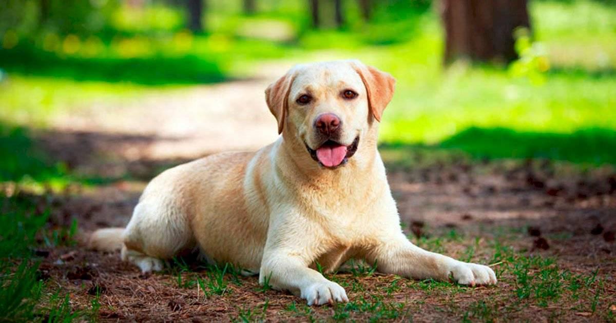 Cães podem farejar o Parkinson com mais de 90% de precisão, diz estudo